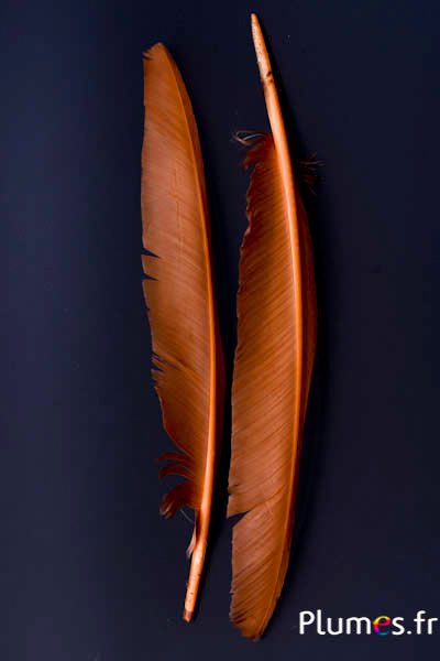 Cygne - 35-40 cm - cognac